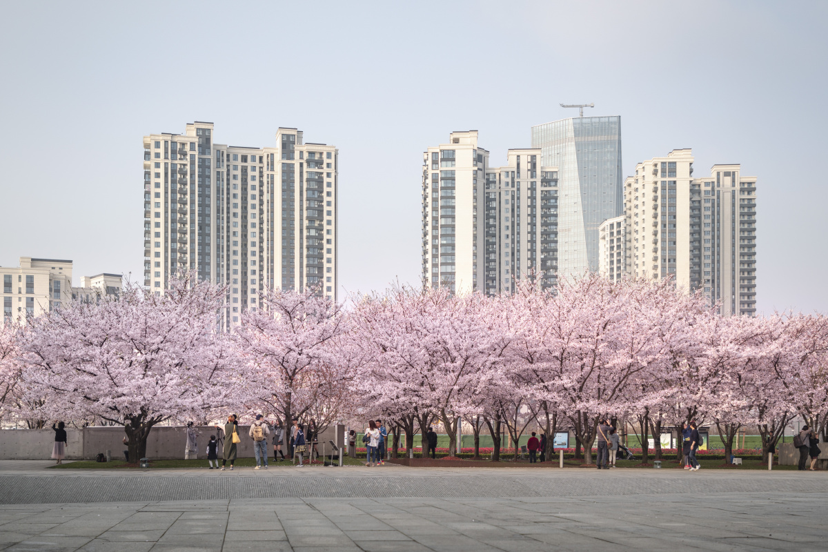 上海龙美术馆樱花