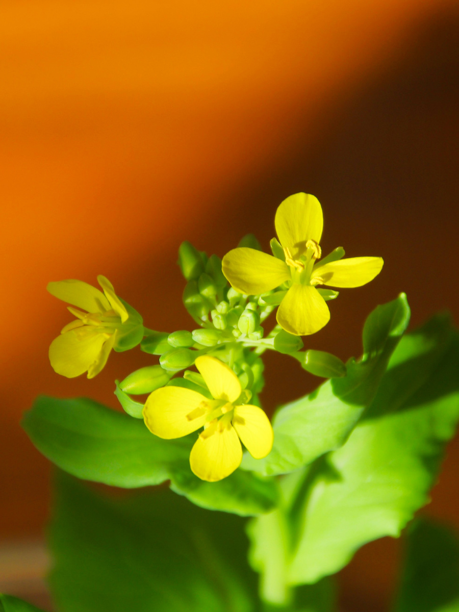 小迎春今日故园是小年