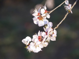 165575