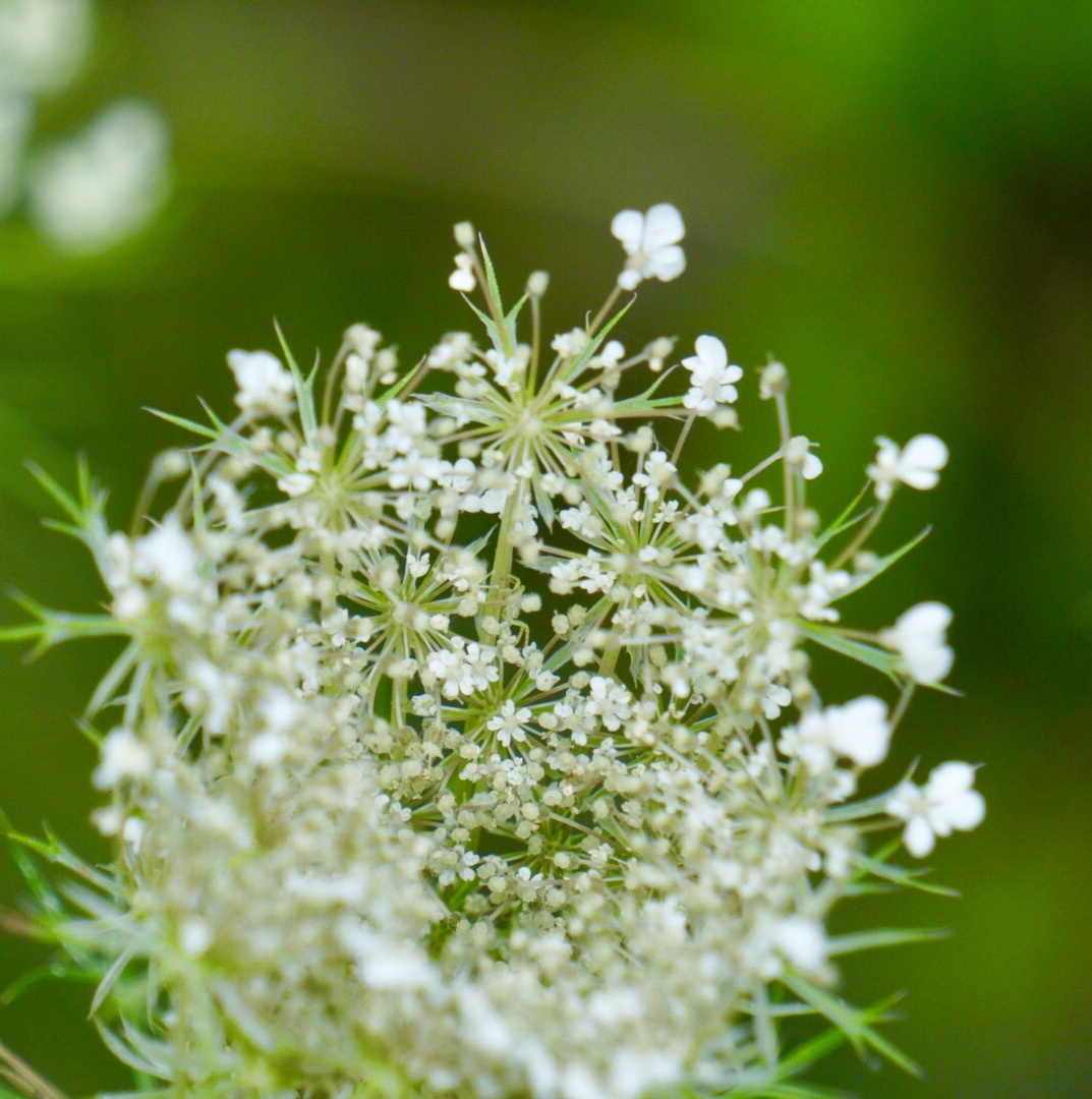 这种素净淡雅的白花其实是一种野花,寂寂无闻毫不起眼地开在夏季时