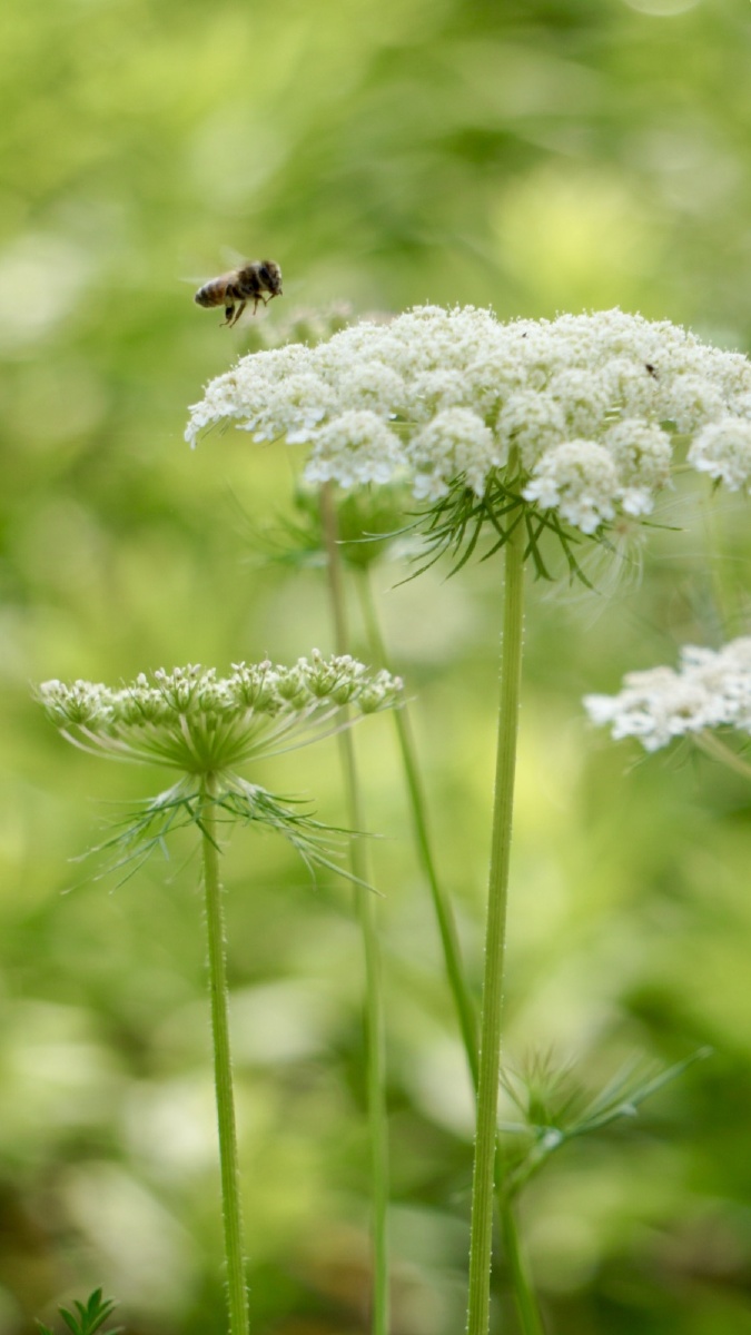 这种素净淡雅的白花其实是一种野花,寂寂无闻毫不起眼地开在夏季时