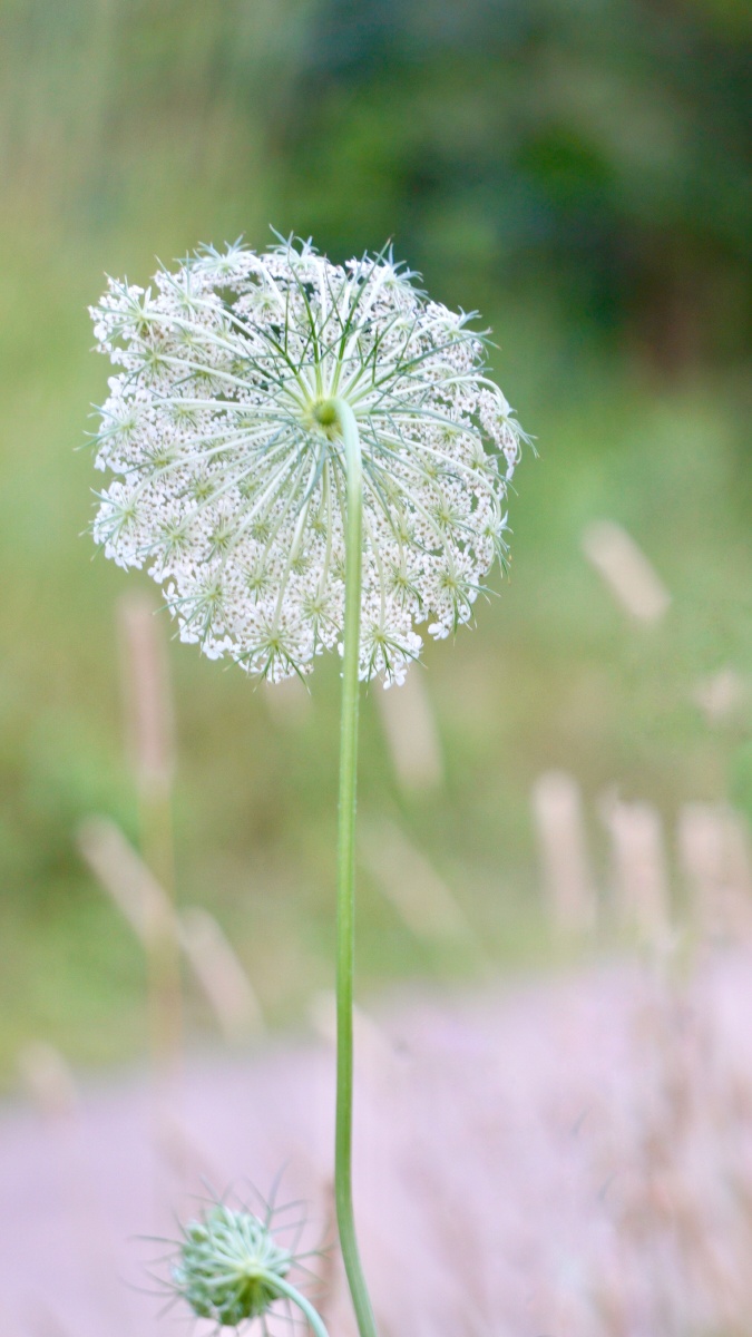 这种素净淡雅的白花其实是一种野花,寂寂无闻毫不起眼地开在夏季时