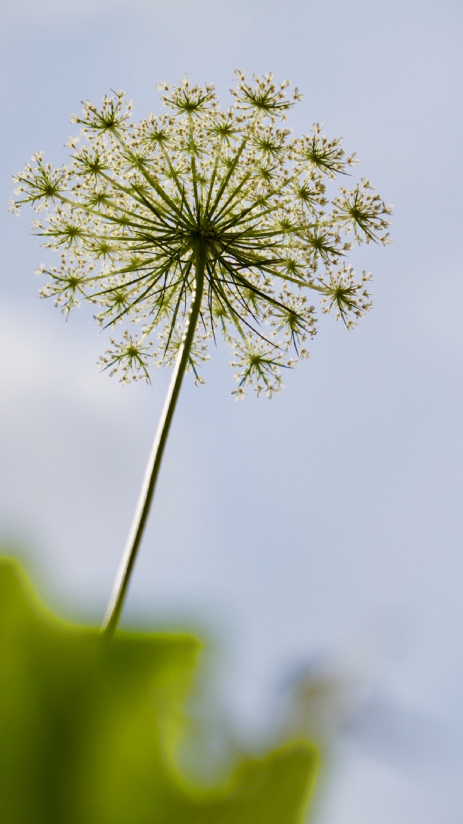 这种素净淡雅的白花其实是一种野花,寂寂无闻毫不起眼地开在夏季时