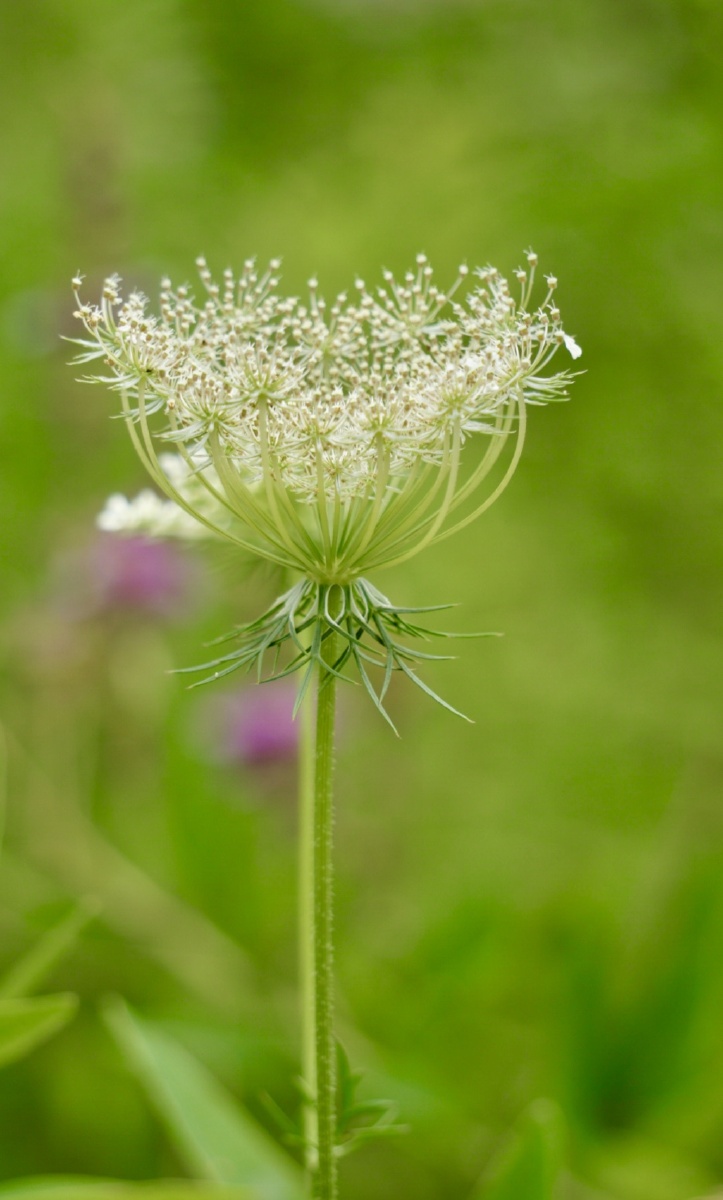 这种素净淡雅的白花其实是一种野花,寂寂无闻毫不起眼地开在夏季时
