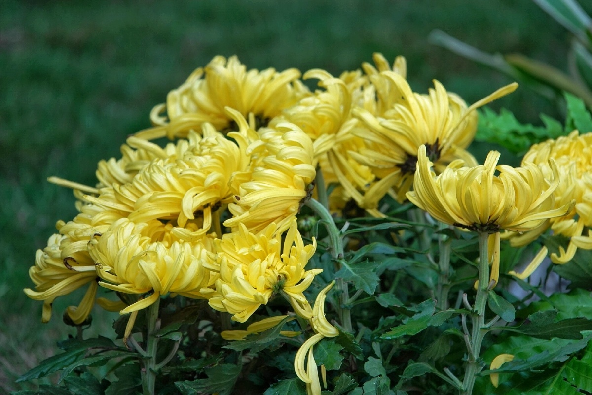 春兰秋菊菊花一直是秋天的美好