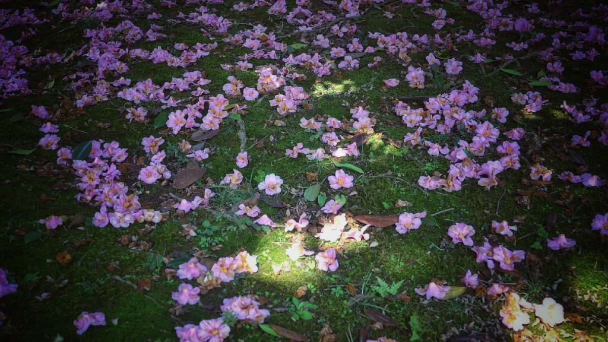 春晓夜来风雨声花落知多少