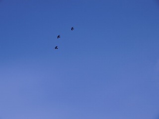 2006205