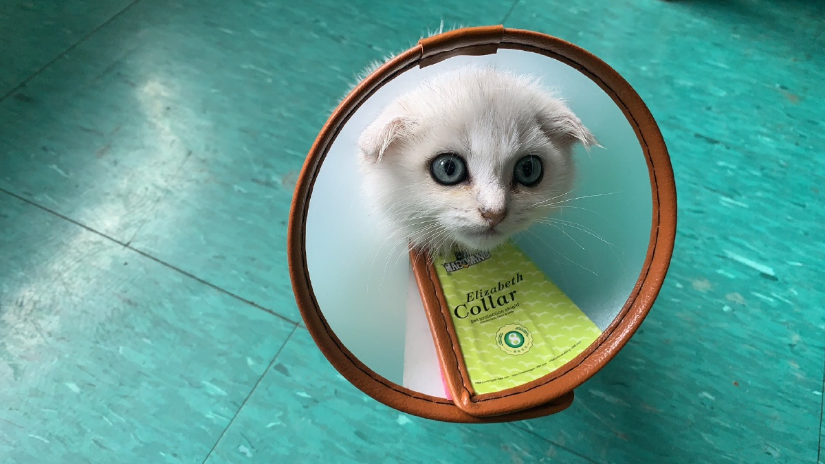 布偶猫想上游轮怎么办,新手引进布偶猫教你辨识优良品种