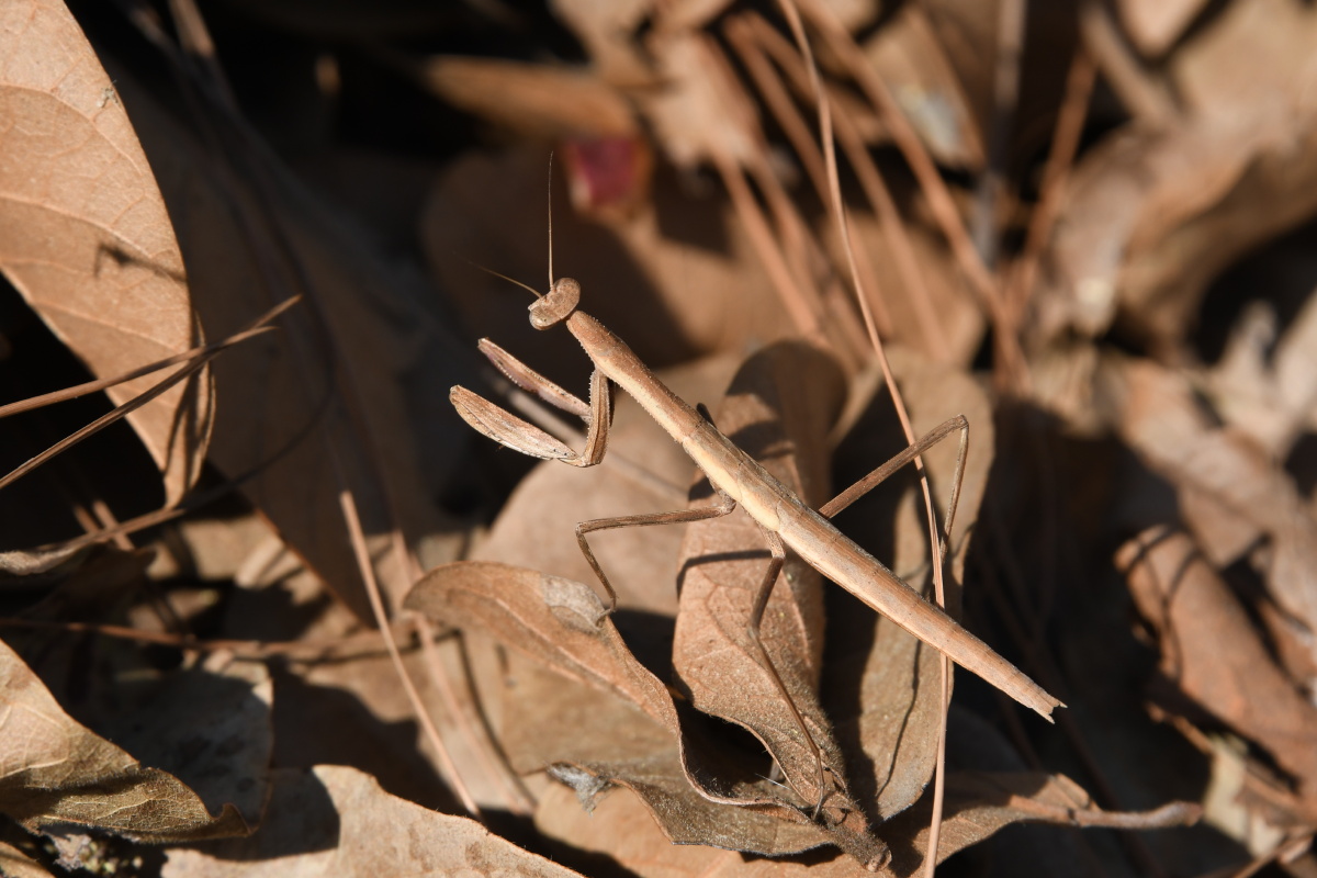 枯叶里的螳螂伪装大师