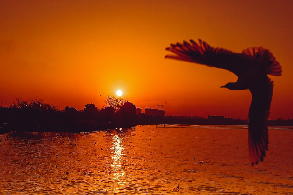 迎着初升的朝阳展翅飞翔.