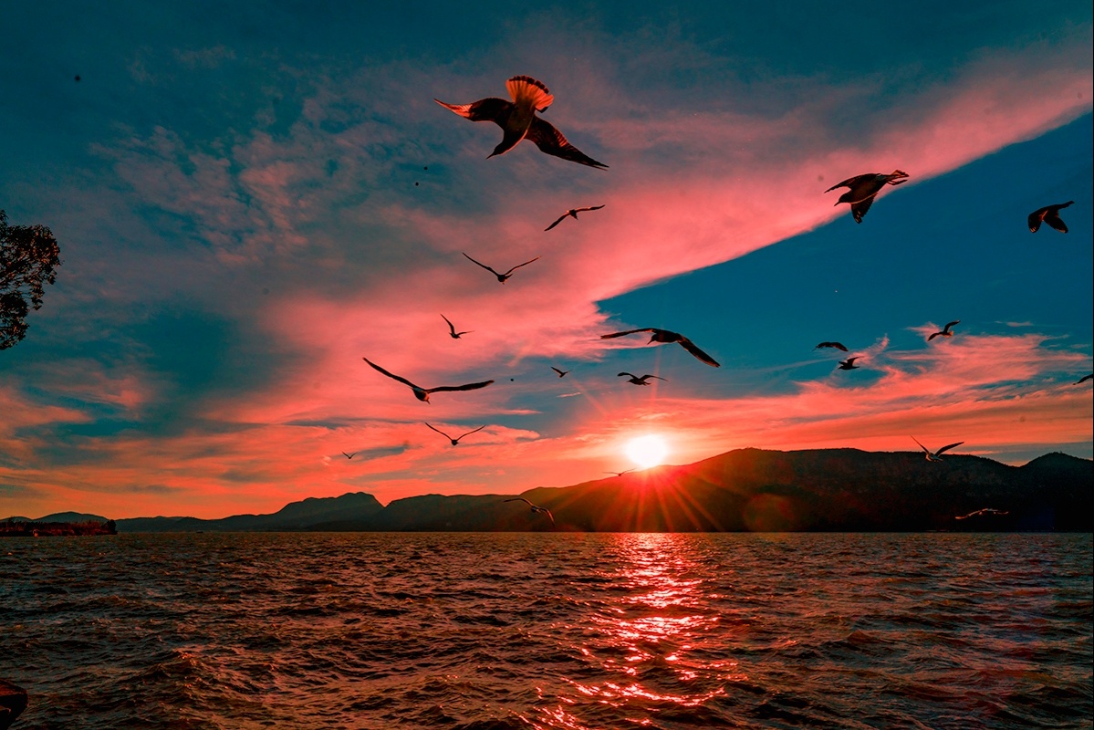 海鸥飞处彩霞飞