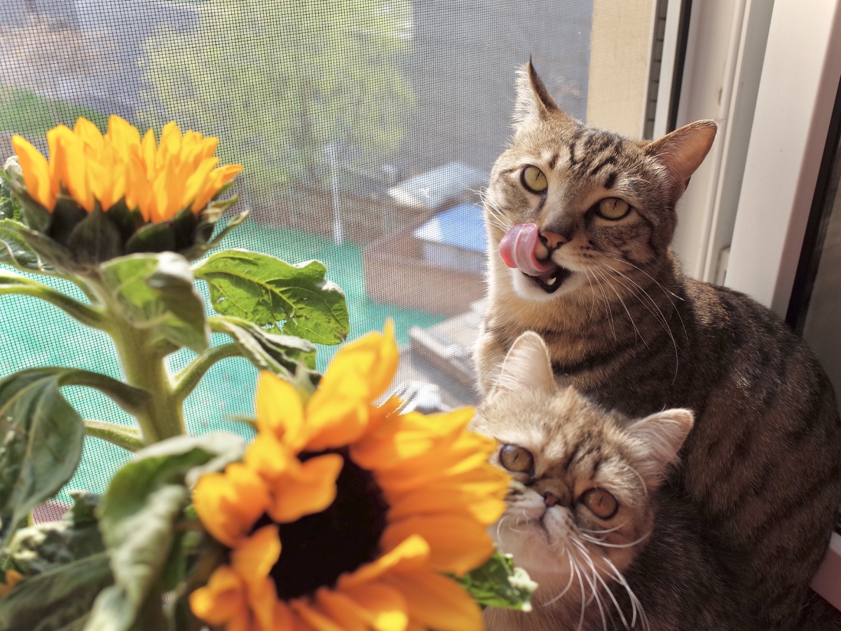 阳光向日葵与猫