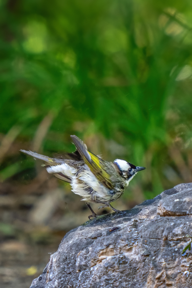 小机灵鬼白头翁 - 爷爷奶奶爱一卜 - 图虫