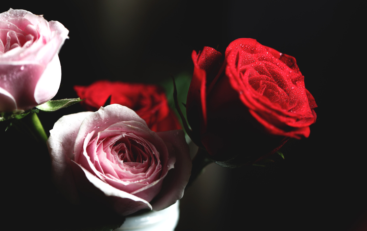 红玫瑰粉玫瑰