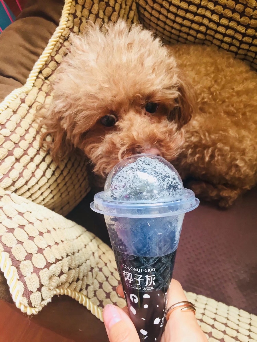 宠物狗可喂牛奶吗,牛奶含糖量高可能导致狗狗肥胖