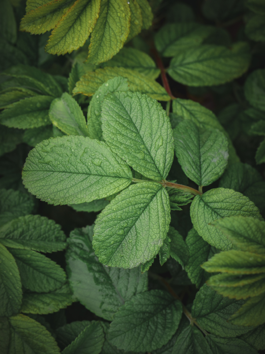 900_1200竖版 竖屏