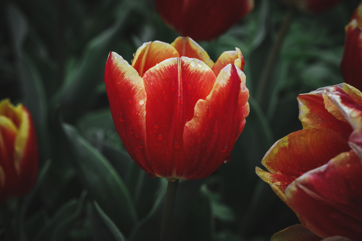 是万物复苏的季节,伴随着绵绵春雨,绽开的花朵更加美丽动人!