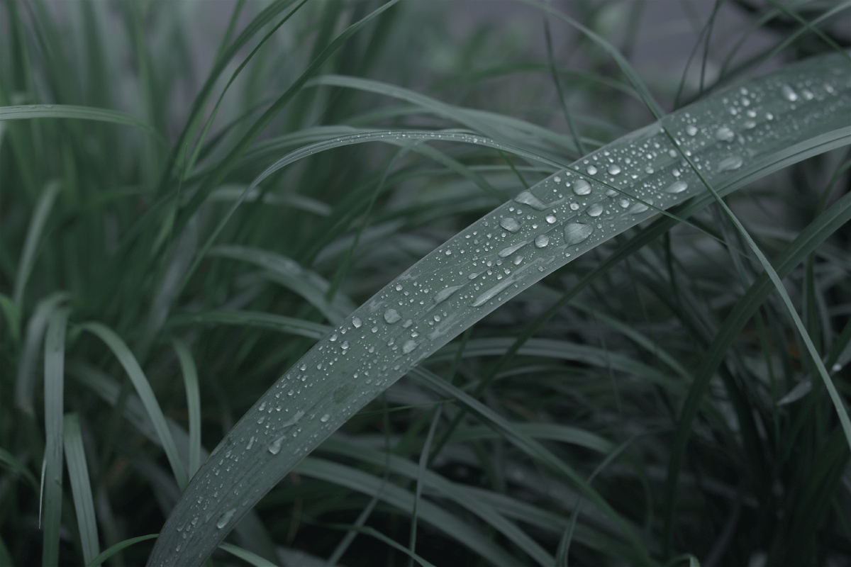 森林雨后