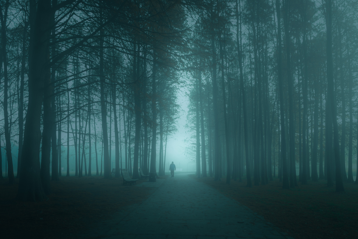 雾背影#迷雾森林一个人薄雾风光木#黎明神秘光树黑暗令人毛骨悚然公