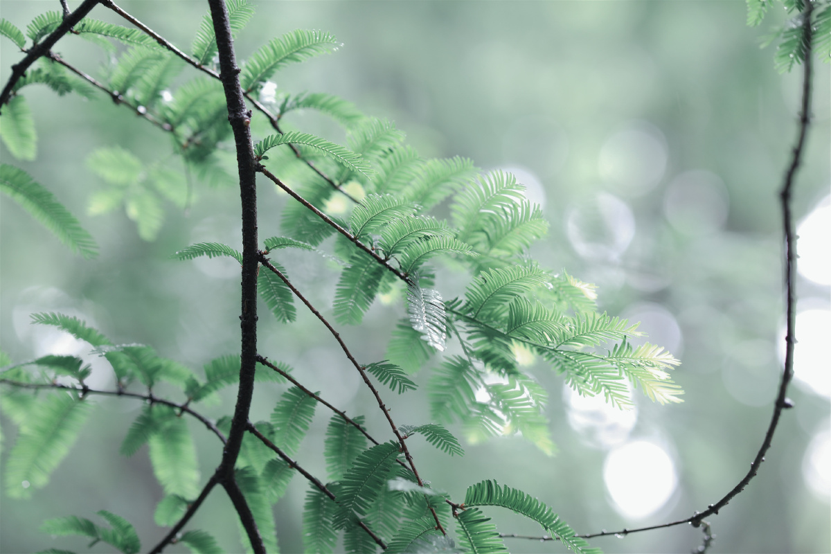 雨后森林
