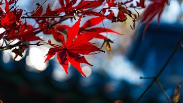 20181110-_DSC6251