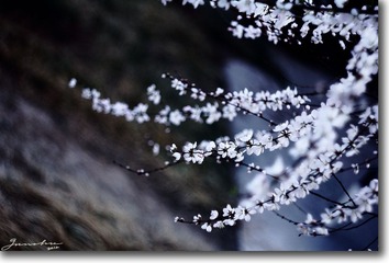 IMG_4479.JPG