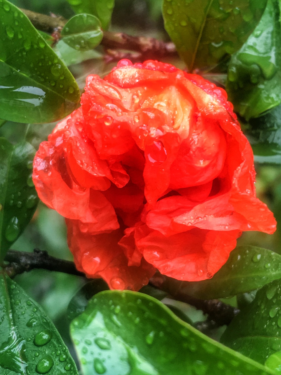 雨中石榴花