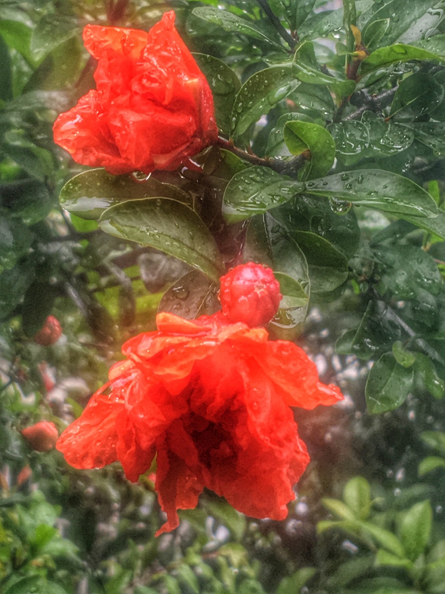 雨中石榴花