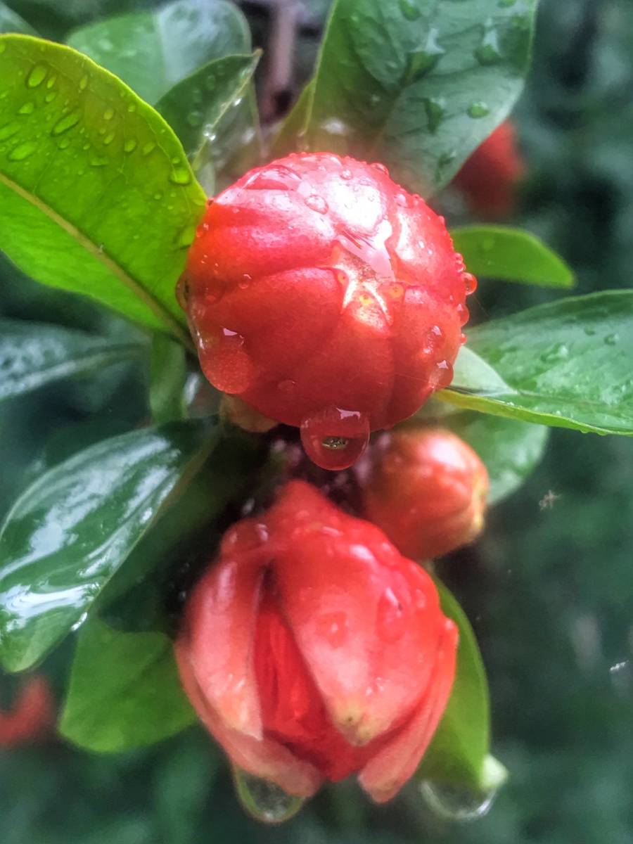 雨中石榴花