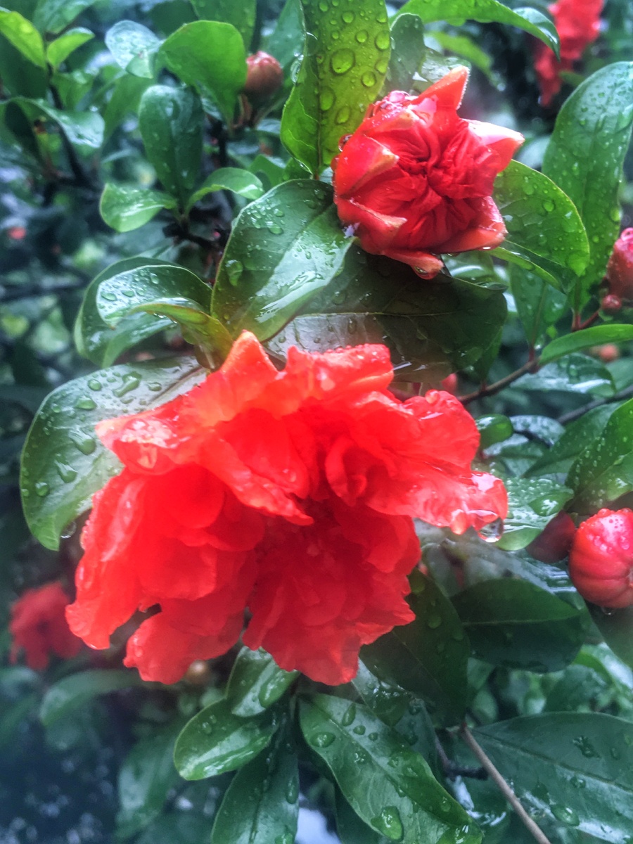 雨中石榴花
