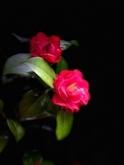 3A76BA3A-683B-433C-AA51-AE5B89B98EB0/L0/001