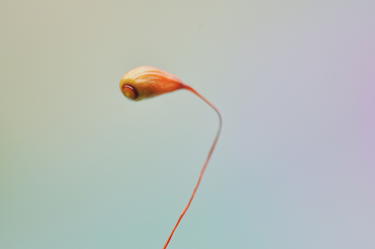 葫芦藓的孢子体奇妙的小世界