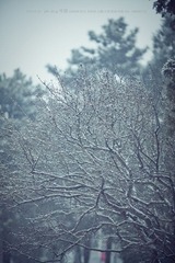 IMG_0115.jpg