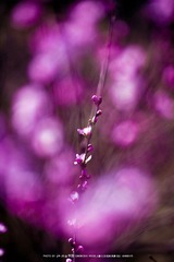 IMG_1986-1.jpg