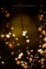 IMG_1987-1.jpg