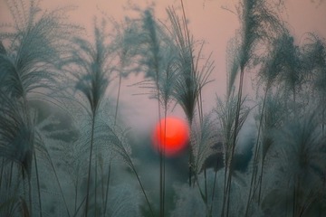 芦花.jpg