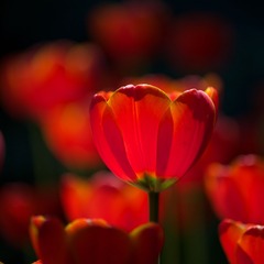 4月赛－春天的颜色2.jpg