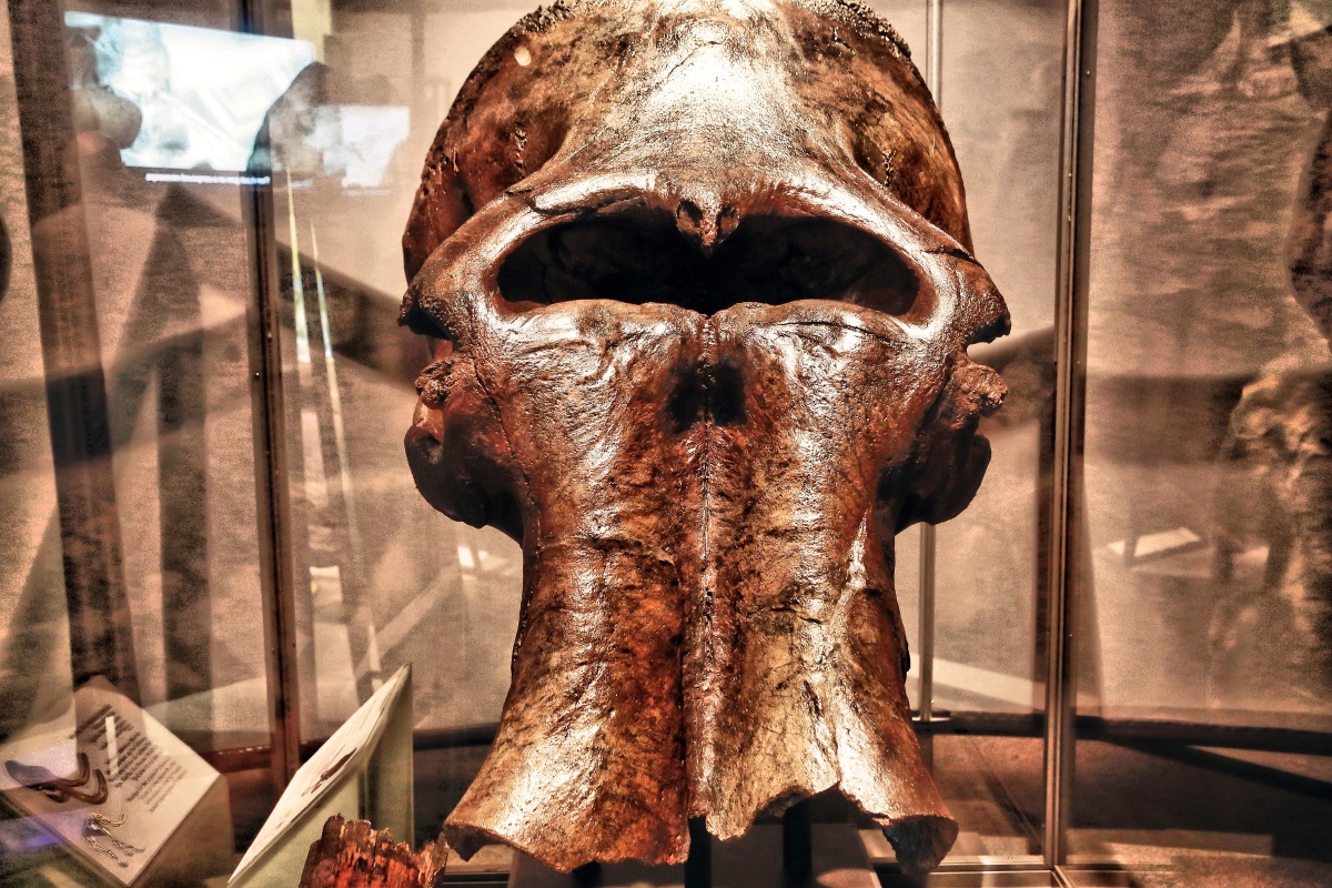 伦敦自然历史博物馆---猛犸象头骨化石