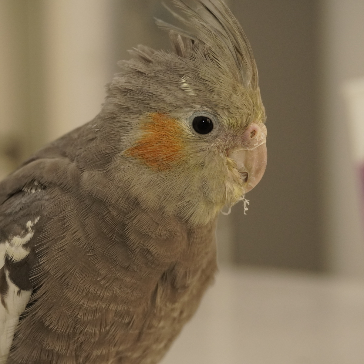 头型有些凌乱玄凤鹦鹉