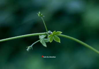 IMG_1079.jpg