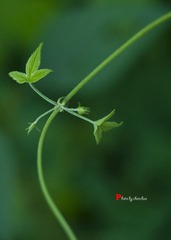 IMG_1080.jpg