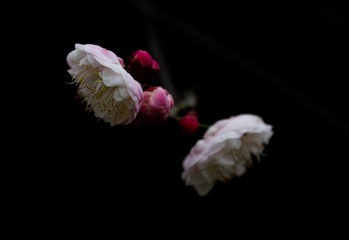 IMG_2674.jpg