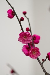 IMG_2686.jpg