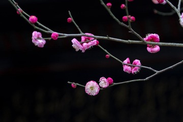 IMG_2784.jpg
