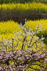 IMG_3850.jpg
