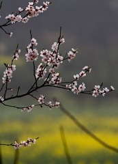 IMG_3251.jpg