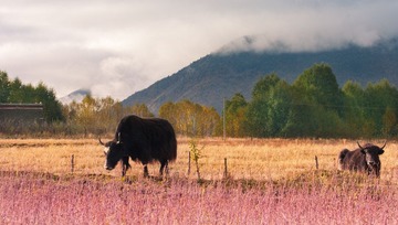 IMG_4858.jpg