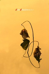 IMG_7313A.jpg