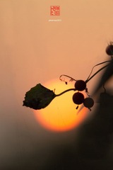 IMG_7345.jpg