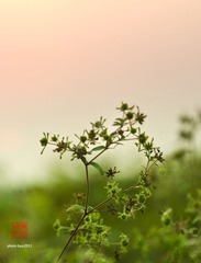IMG_7361.jpg